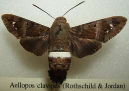 Image of Clavipes Sphinx