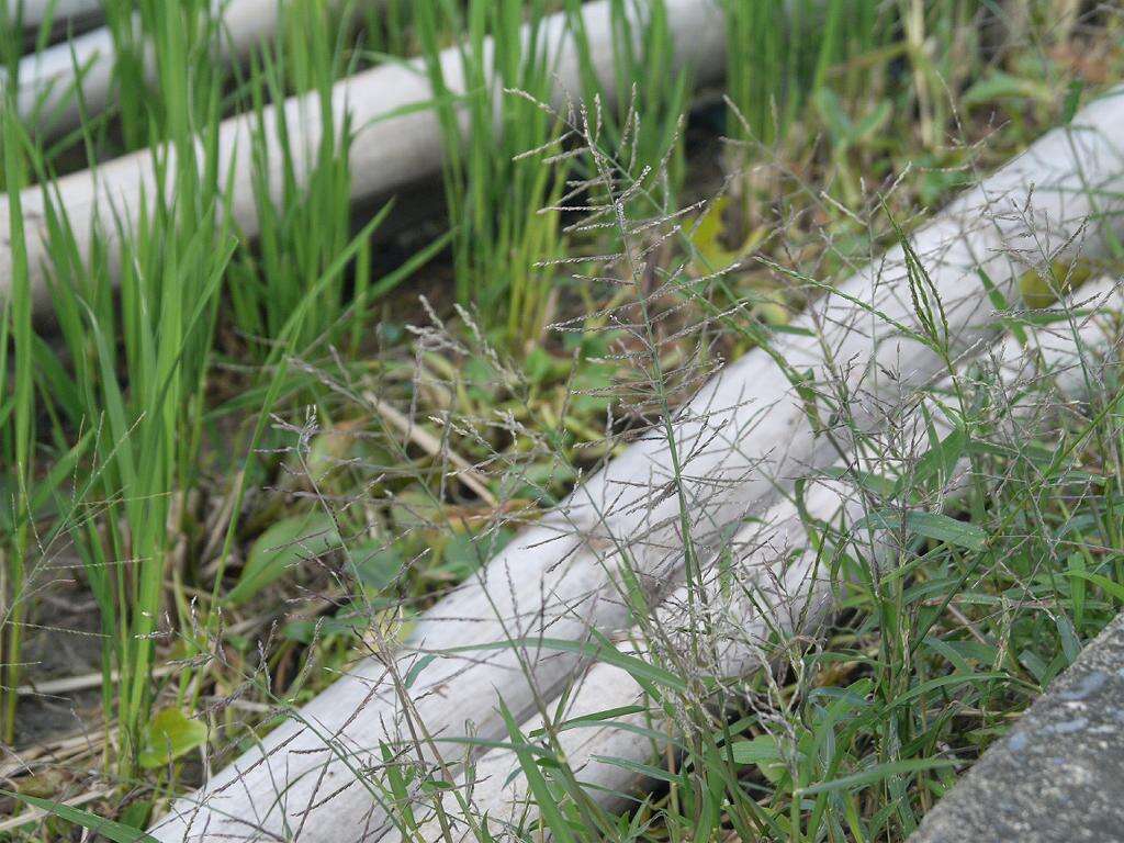 صورة Leptochloa chinensis (L.) Nees