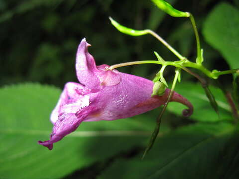 Image of Impatiens textorii Miq.