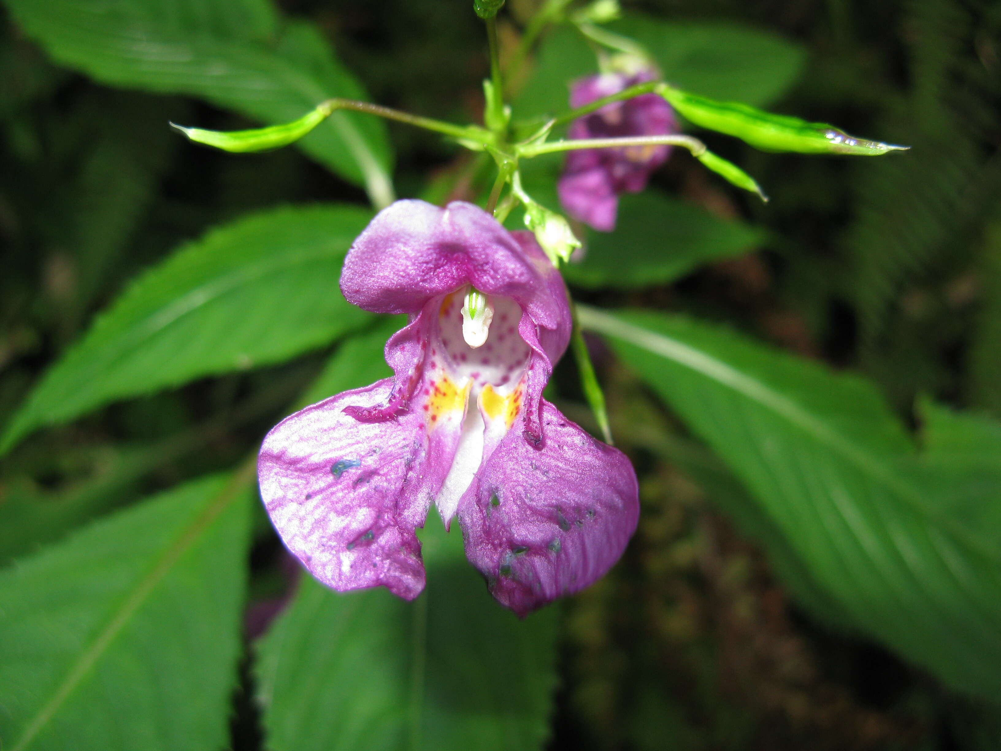 Image of Impatiens textorii Miq.