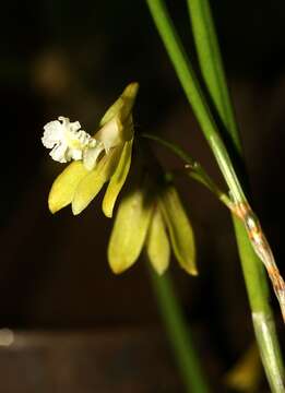 Plancia ëd Dendrobium bowmanii Benth.