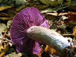 Image of Laccaria ochropurpurea (Berk.) Peck 1897