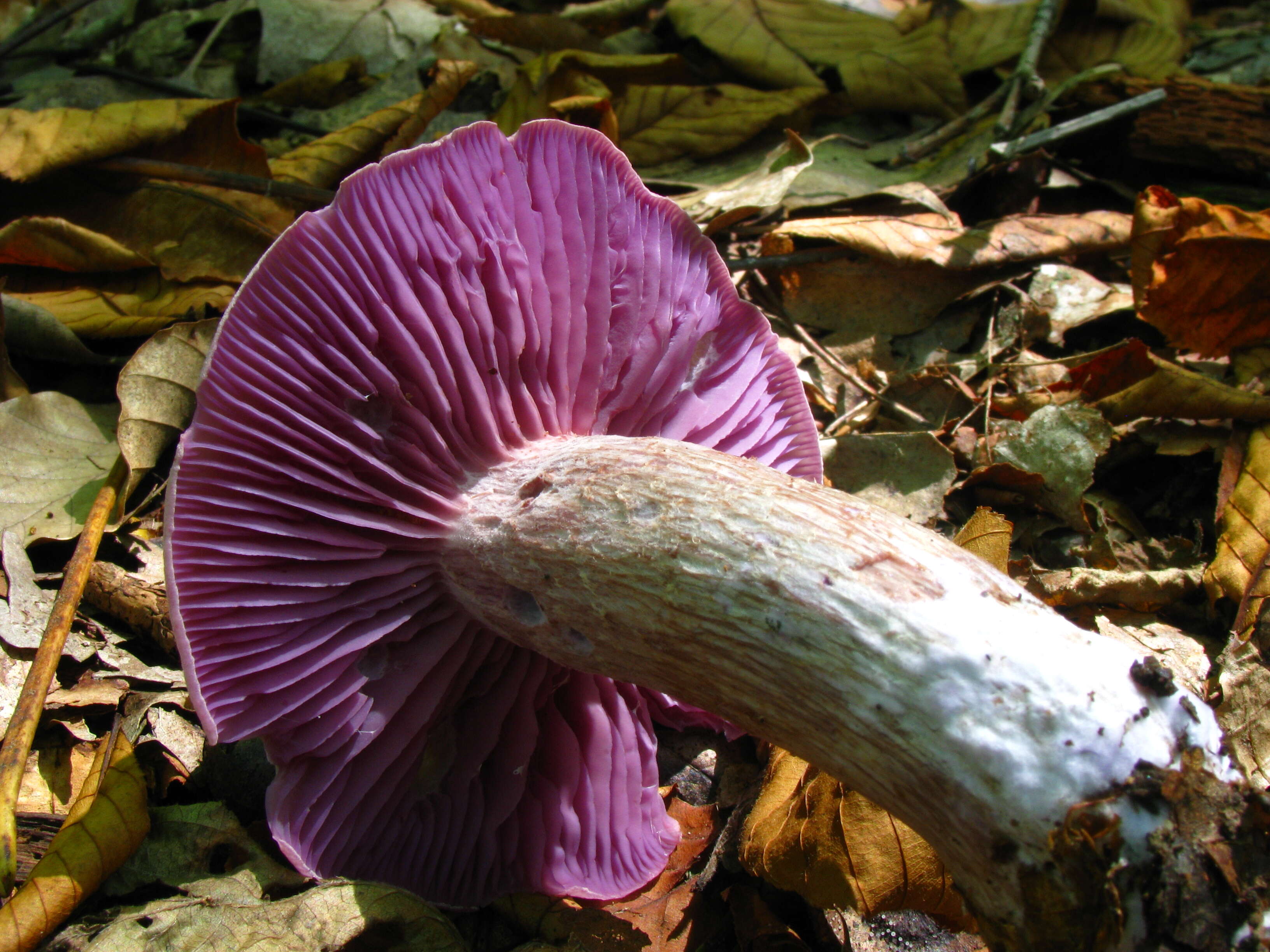 Image de Laccaria ochropurpurea (Berk.) Peck 1897