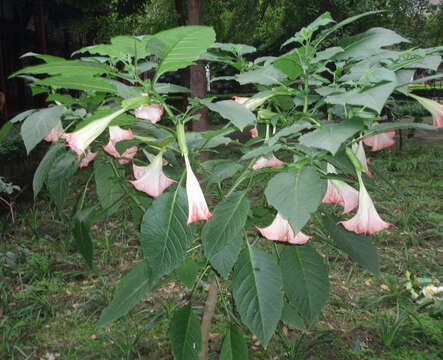 Image de Brugmansia insignis (Barb-Rodr.) T. E. Lockwood ex E. Wade Davis