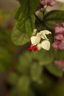 Слика од Clerodendrum thomsoniae Balf. fil.