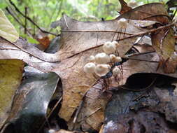 Imagem de Marasmius capillaris