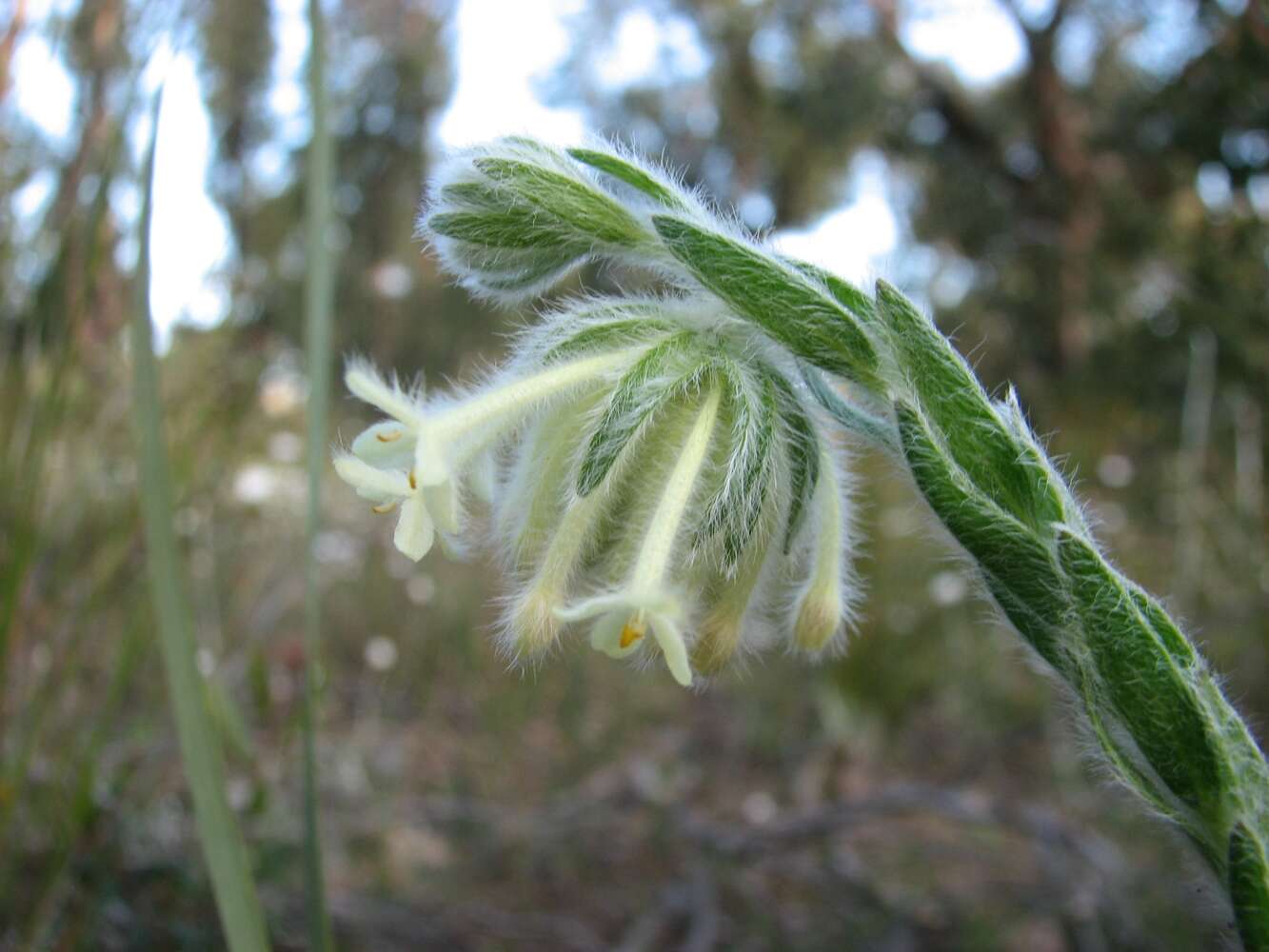 صورة Pimelea octophylla R. Br.