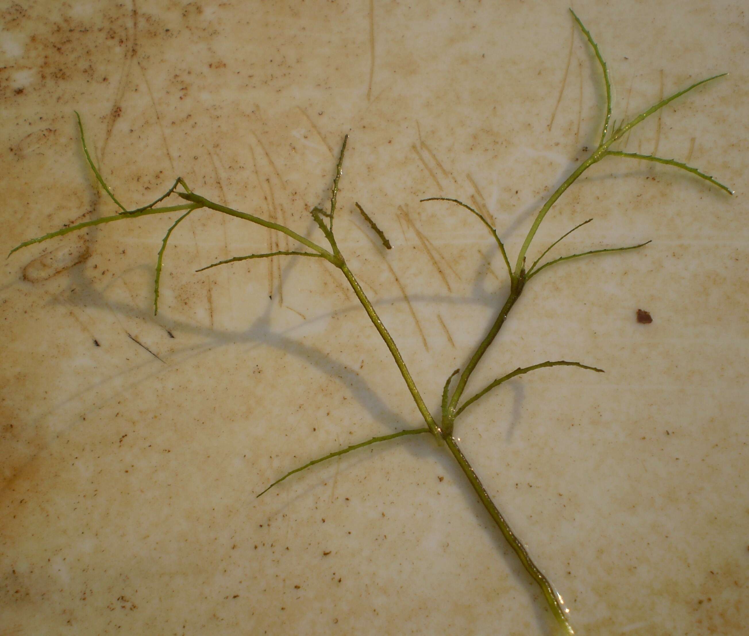 Image of Najas indica (Willd.) Cham.