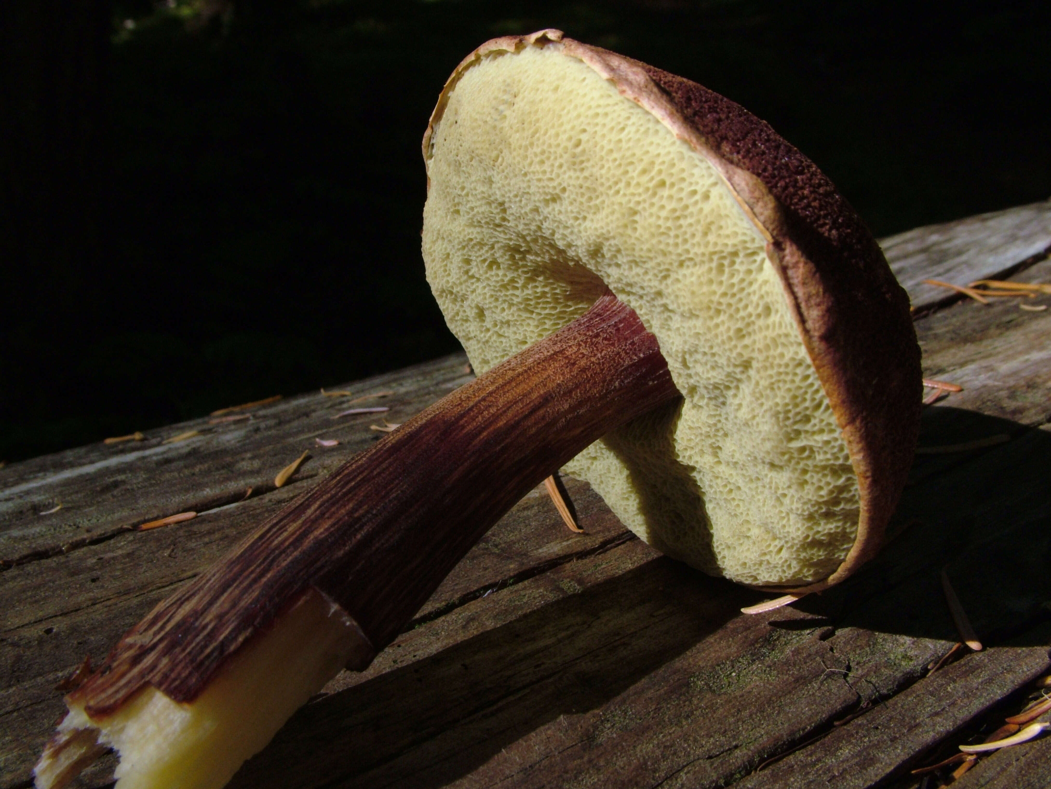 Image of Aureoboletus mirabilis (Murrill) Halling 2015