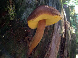 Image of Aureoboletus mirabilis (Murrill) Halling 2015