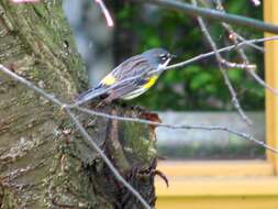 Image of Myrtle Warbler