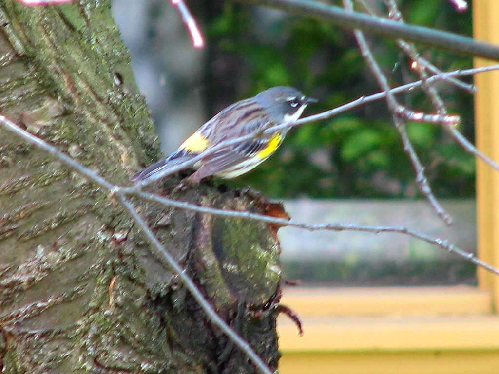 Image of Myrtle Warbler