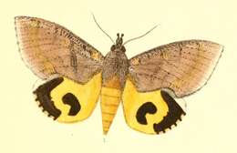 Image of Eudocima discrepans