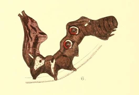 Image of Eudocima hypermnestra