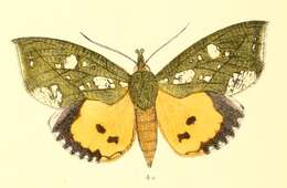 Image of Eudocima hypermnestra