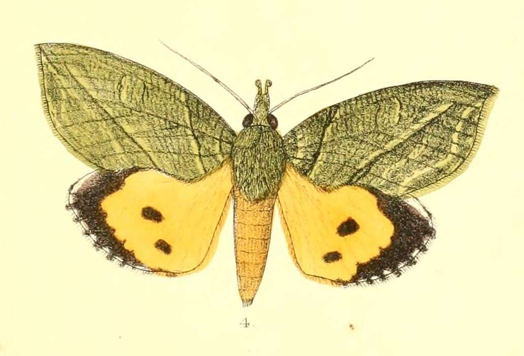 Image of Eudocima hypermnestra