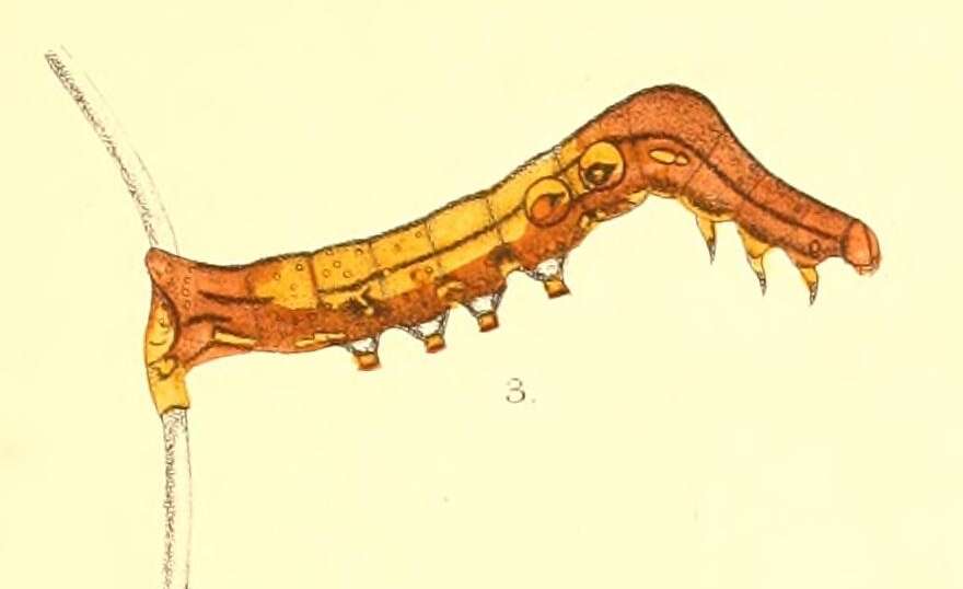 Image of Eudocima salaminia Cramer 1777