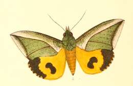 Image of Eudocima salaminia Cramer 1777