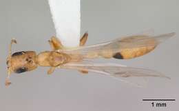 Image of Pseudomyrmex simplex (Smith 1877)