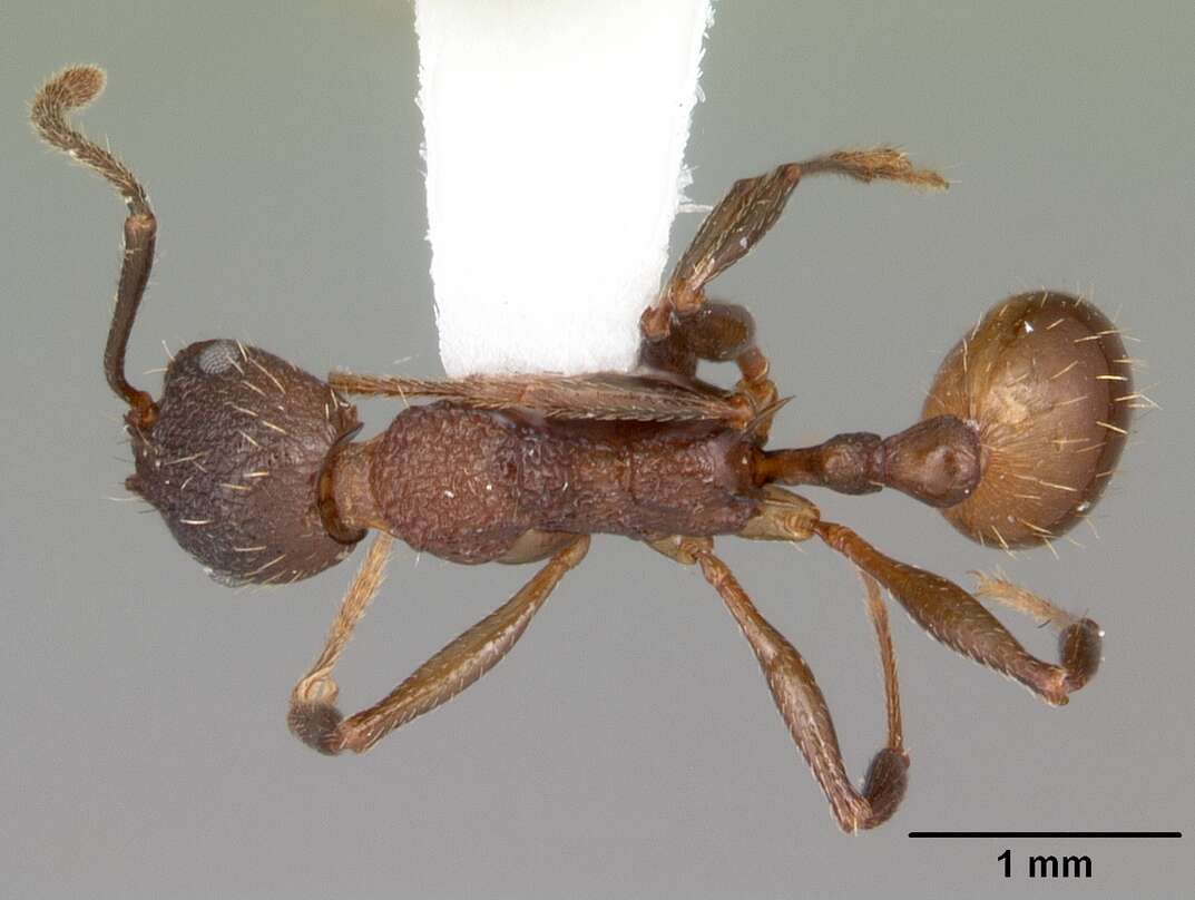 Image of Aphaenogaster mariae Forel 1886
