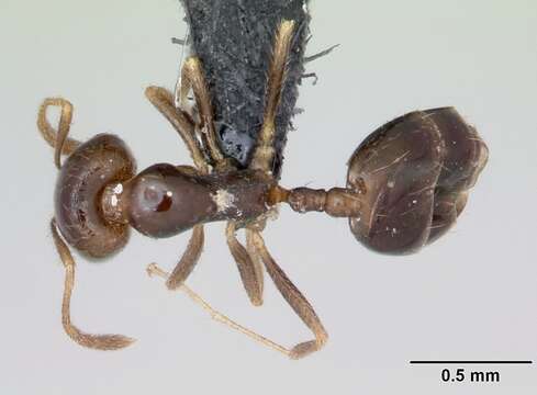 Image of Destructive trailing ant