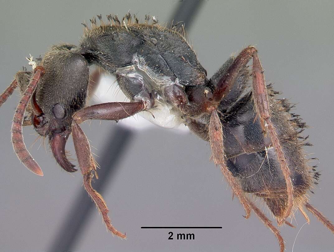 Image of Rapacious Panther Ant