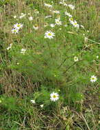 Image of scentless false mayweed