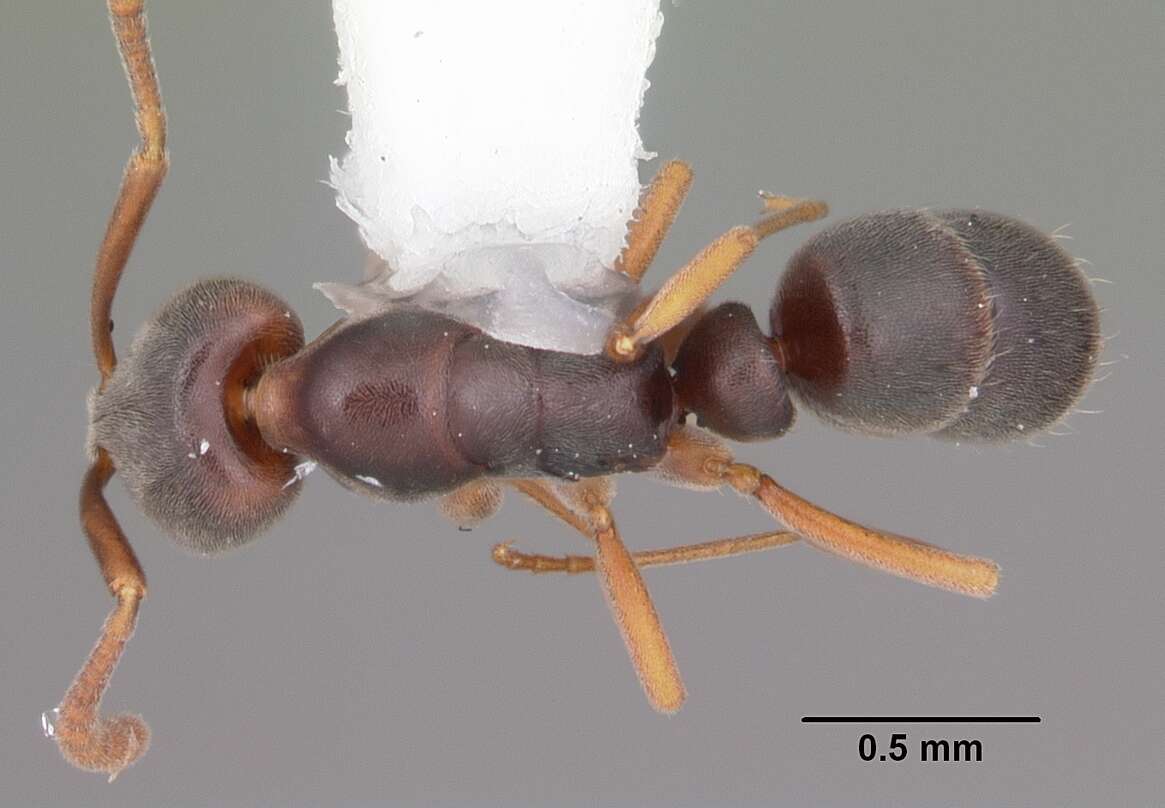 Image of Ant