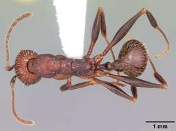 Image of Aphaenogaster lamellidens Mayr 1886