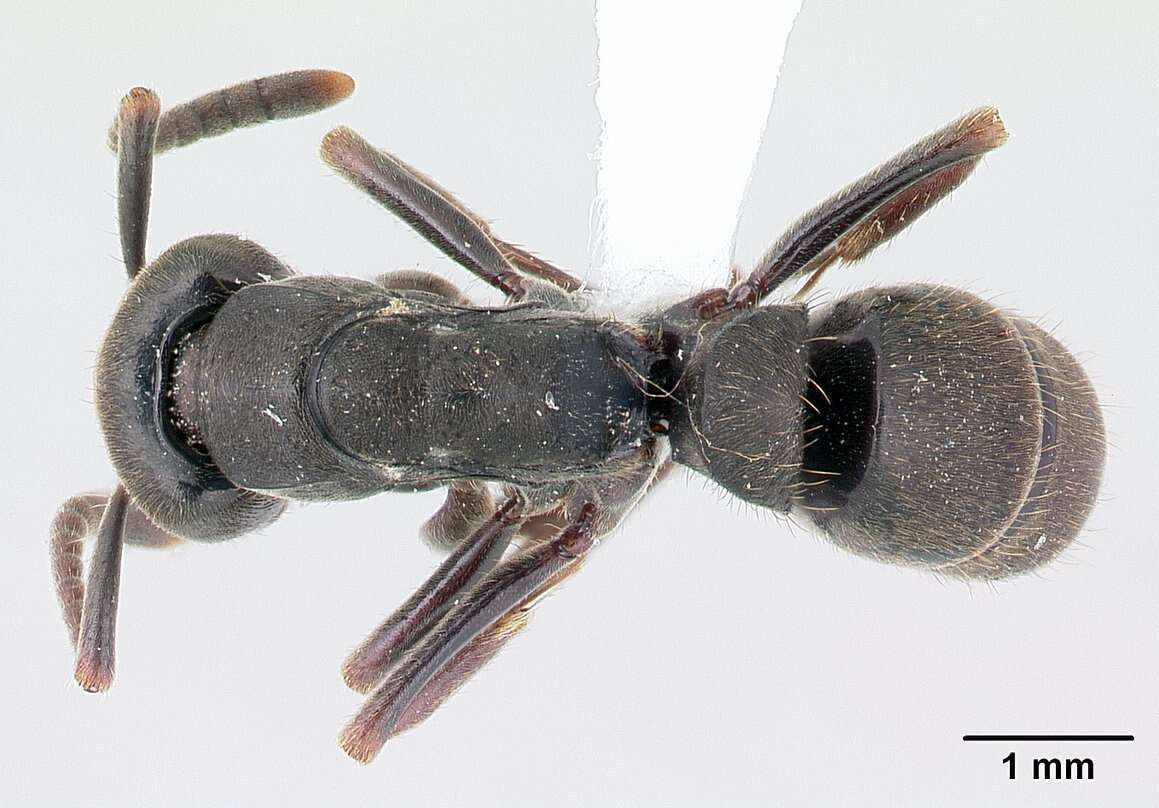 Image of Rapacious Panther Ant