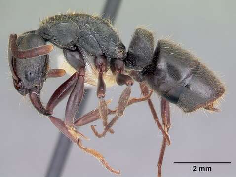 Image of Rapacious Panther Ant