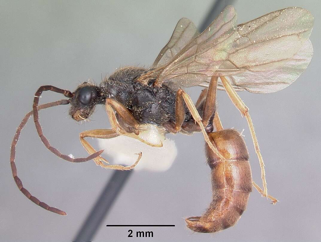 Image of Rapacious Panther Ant