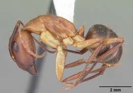 Image of Ant