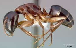 Image of Camponotus clarithorax Creighton 1950