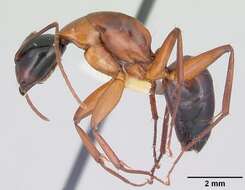 Image of Camponotus texanus Wheeler 1903
