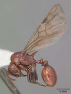 Image of Aphaenogaster tennesseensis (Mayr 1862)