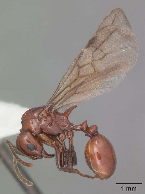 Image of Aphaenogaster tennesseensis (Mayr 1862)