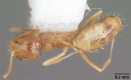 Image of Ant