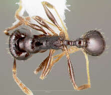 Image de Pheidole pilifera (Roger 1863)