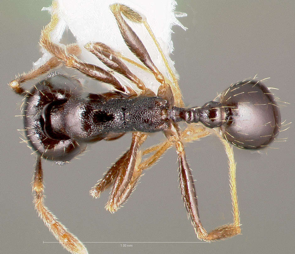 Image de Pheidole pilifera (Roger 1863)