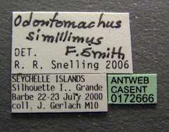 Image of Odontomachus simillimus Smith 1858