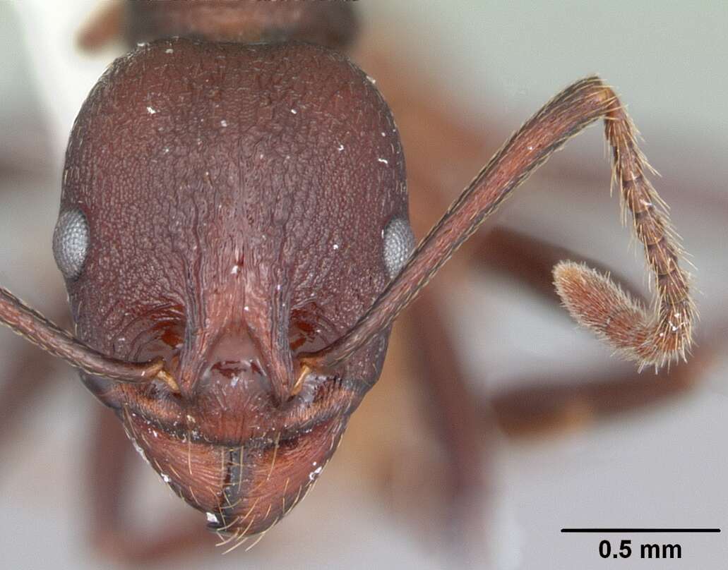 Image of Aphaenogaster tennesseensis (Mayr 1862)