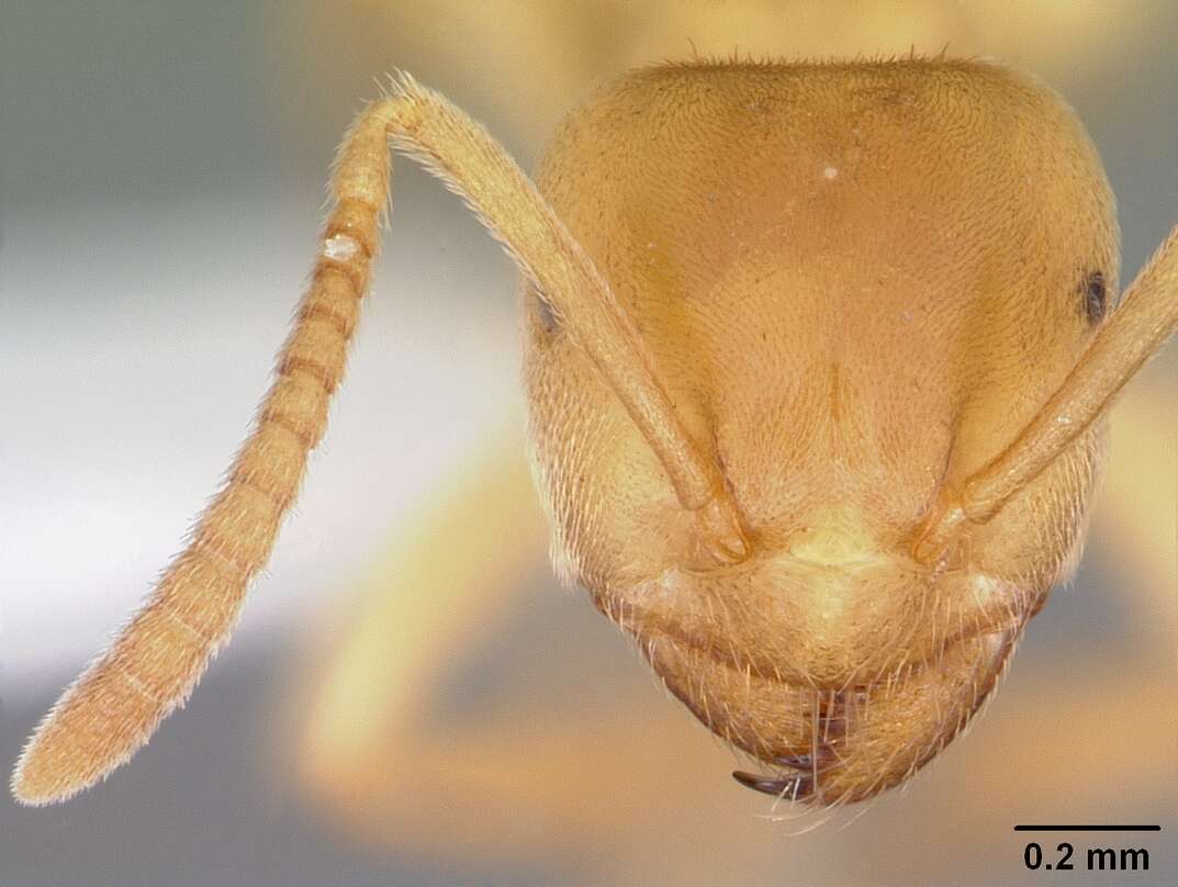 Image de Lasius nearcticus Wheeler 1906