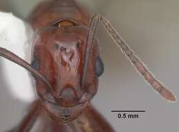 Image of Aphaenogaster tennesseensis (Mayr 1862)