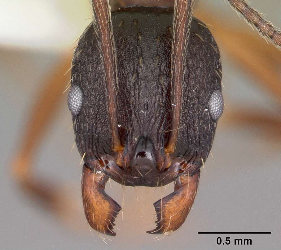 Image of Aphaenogaster picea (Wheeler 1908)