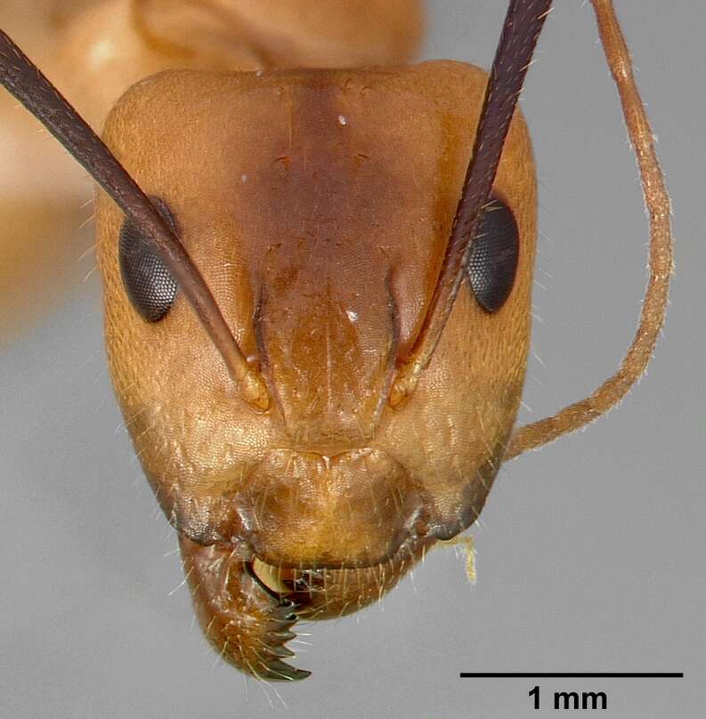 Image of Camponotus fragilis