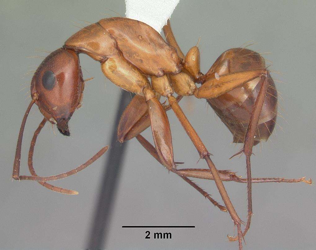 Image of Camponotus castaneus (Latreille 1802)