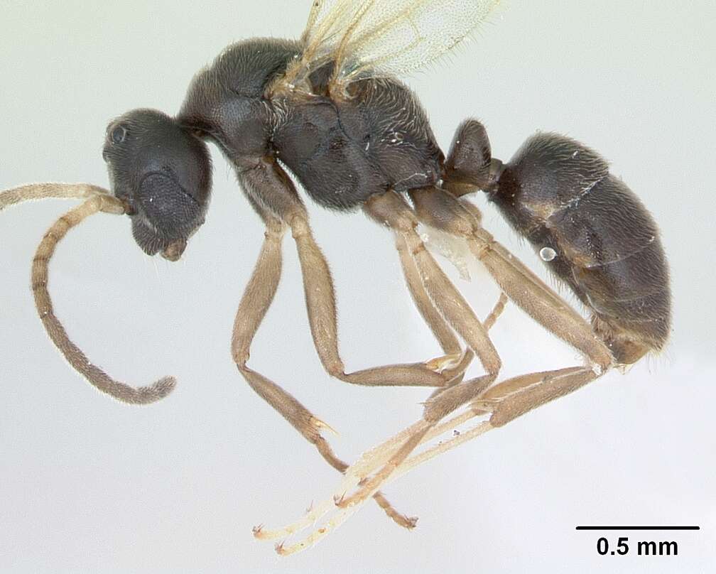 Image of Ant