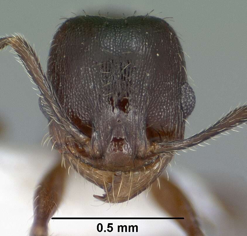 Image de Pheidole pilifera (Roger 1863)