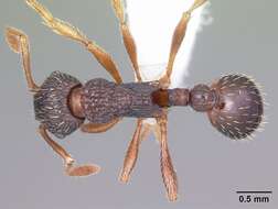 Image of Myrmica fracticornis Forel 1901